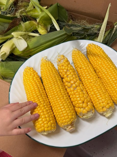 Enjoy Natural Fresh Harvest Farm Fresh Corn Cobs 10kg Export Box For Sale - Image 5