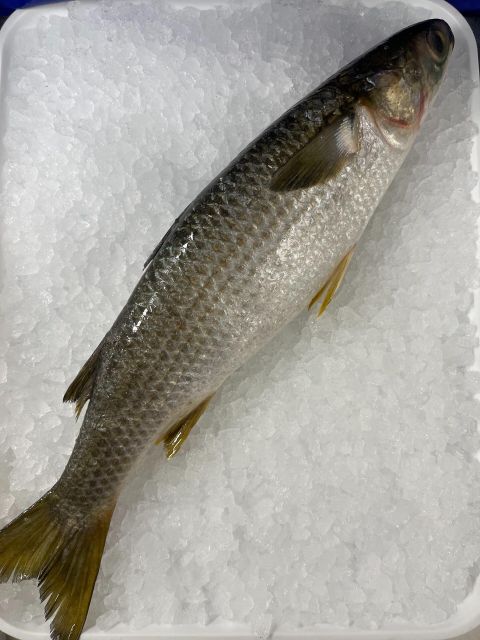 frozen grey mullet fish whole fish blue spot fresh seafood wholesale - Image 3