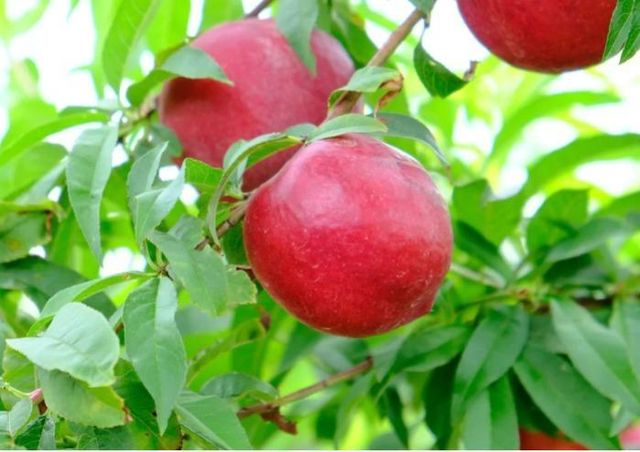 BALTULAR NECTARINE - Image 3