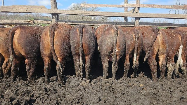 Frozen Meat. Goat. Lamb. Mutton. Cow. Beef. Beef (Boneless) Cut Full Carcas Type Halal Frozen Fresh Processing Type Unprocessed - Image 4