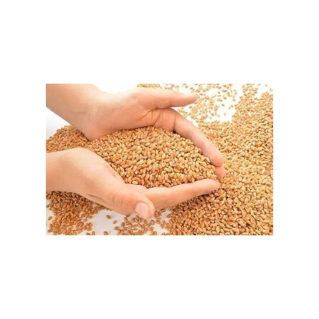 Pure Organic Barley Malt Dried Grains From Netherlands 2 Year Shelf Life Wholesale - Image 5