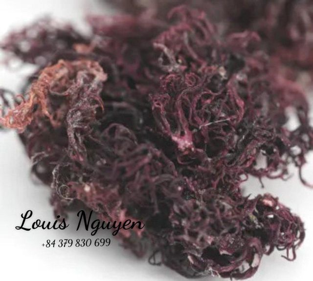 Top Exporter Premium Purple Eucheuma Cottonii. Special Products With Many Uses And Delicious Mr. Louis (WhatsApp: +84 379830699) - Image 4