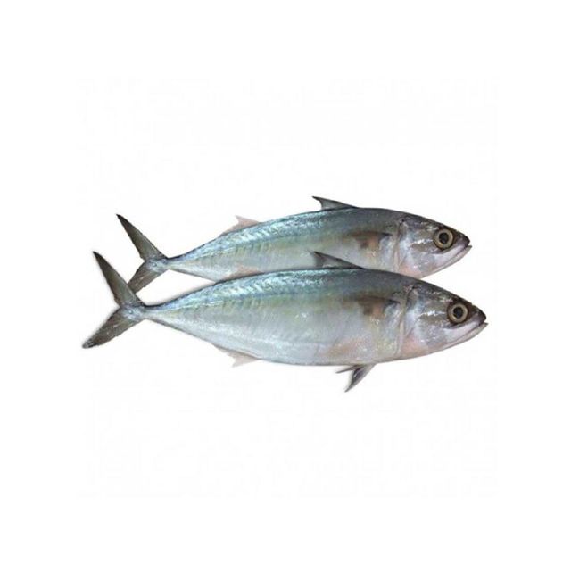 Cheap Price Frozen Mackerel Fish Bulk Supply - Image 4