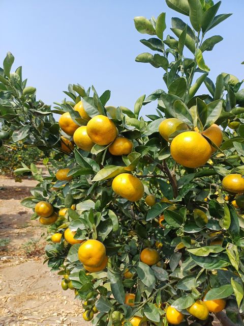Citrus Seed Content Low Traceability Full Fruit Type Citrus Appearance Uniform Color T1, T2, T3, T4 Features Conventional - Image 5