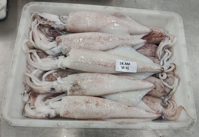 Squid Loligo (Block) - Image 3