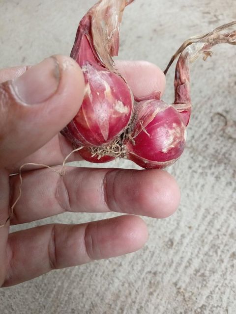 Fresh shallots Preparation Status Fresh Or - Image 1