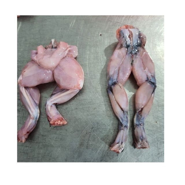 Frozen frog legs farm raised Ancas de rana from Vietnam manufacture - Image 4