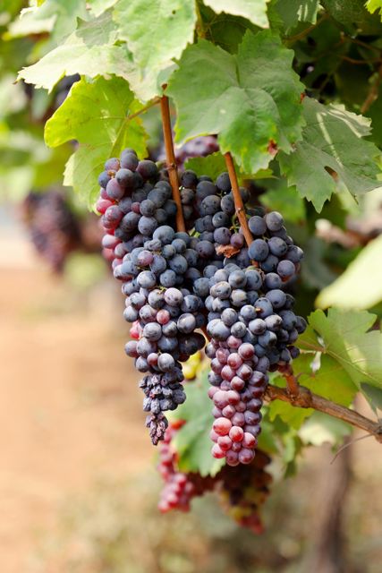 Fresh Grapes Color Black, Green, Red - Image 3