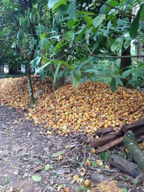 Cocoa Beans - Image 6