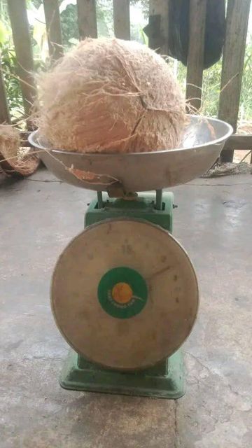 Semi-husked coconut – product photo 6, product detail gallery