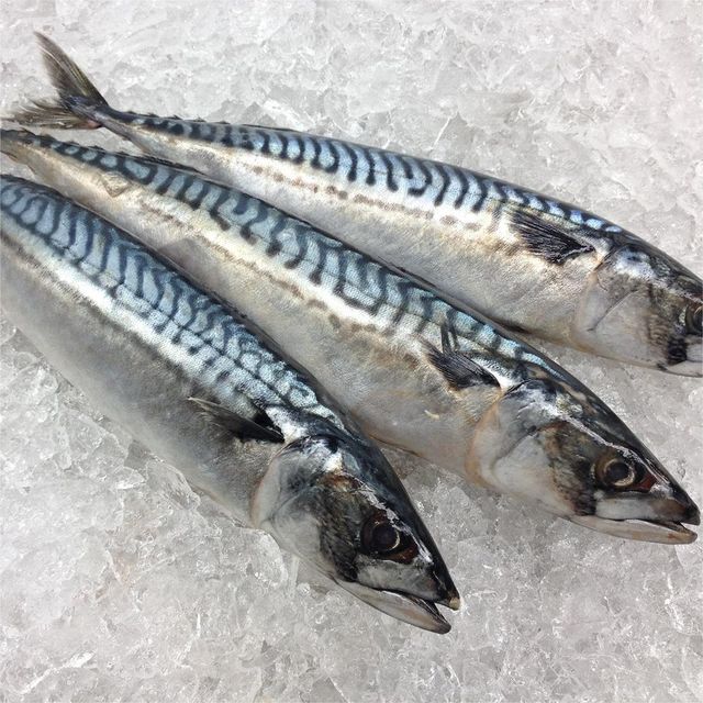 Fresh Catch Style Frozen Whole Horse Mackerel Delivered With Advanced Freezing Process And Hygienic Packing - Image 4