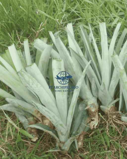 pineapple leaf / pineapple leaves - Image 3