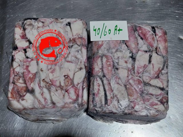 Loligo Squid - Image 2