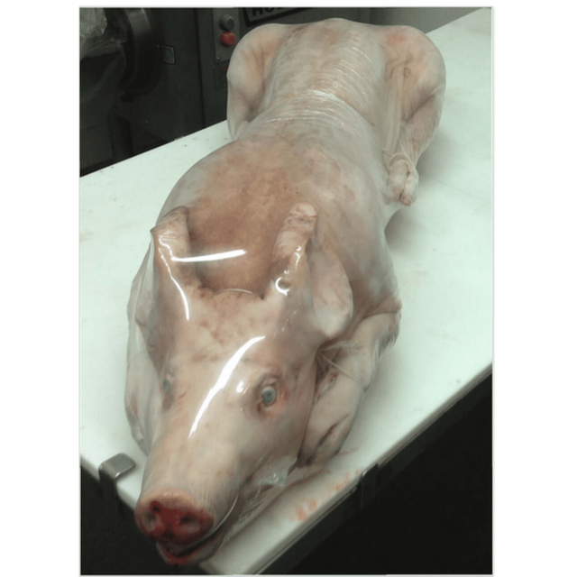 Reliable Frozen Whole Pork Fresh Farm Selection Premium Meat Wholesale Price Export Ready High Quality Supply - Image 2
