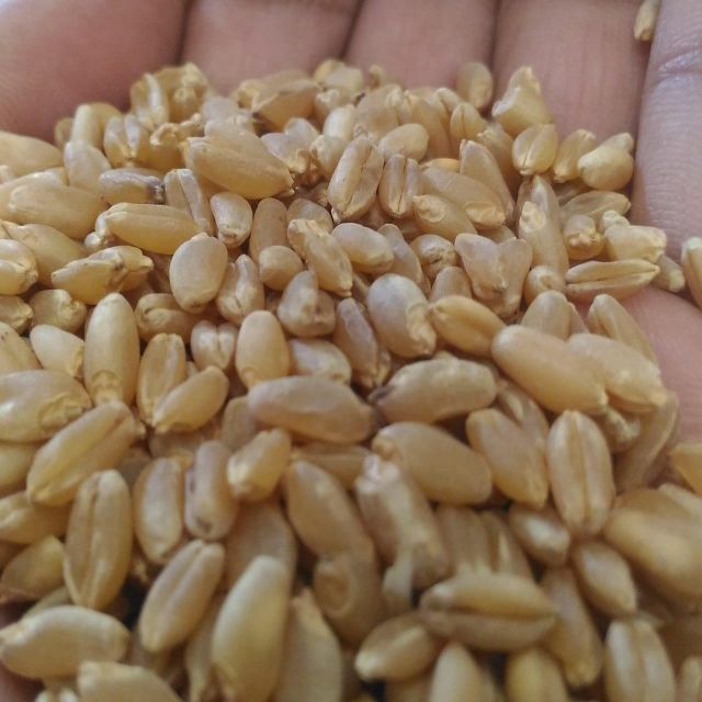 Natural Durum Wheat Carefully Selected For High Quality And Taste Rich And Nutritious Wheat For Bulk Supply - Image 3