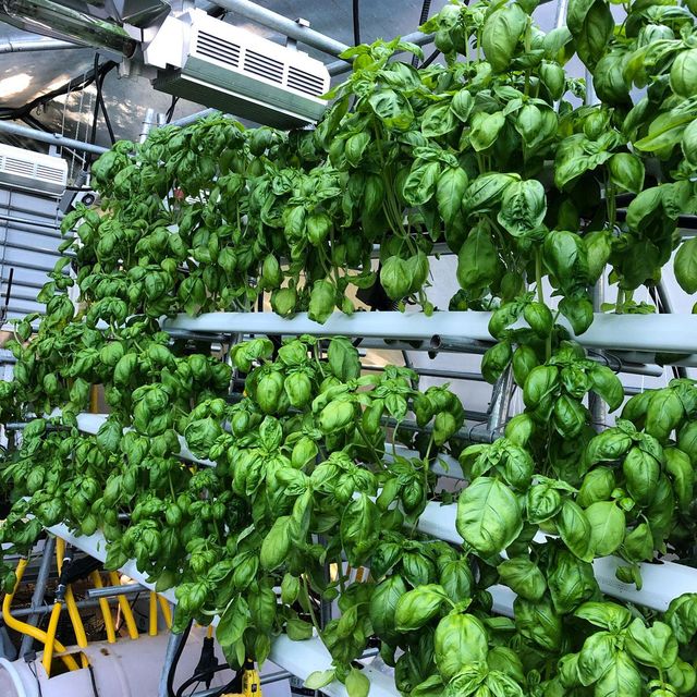 Basil Genovese, year round supply. Highest quality. - Image 4