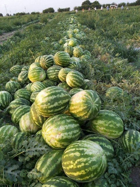 Premium Fresh Fruit Like Seeded Watermelons - Image 1