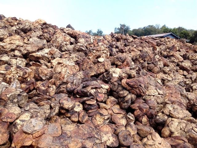 Natural Rubber Cup Lumps - Image 2