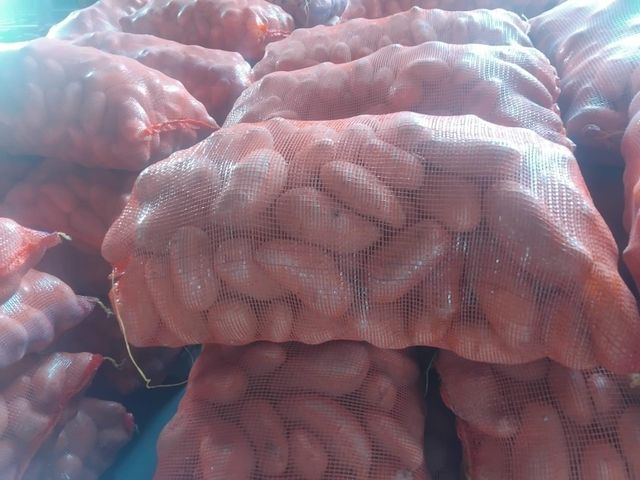 Potato - Image 4
