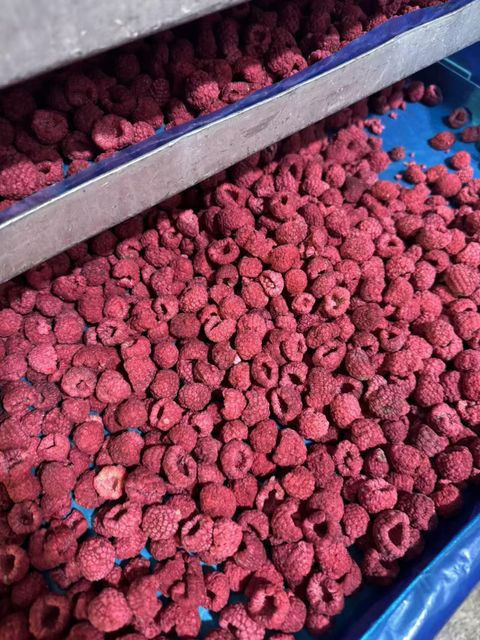Freeze Dried Hami Melon Slices/Freeze Dried Fruits/Freeze Dried Cherries - Image 4