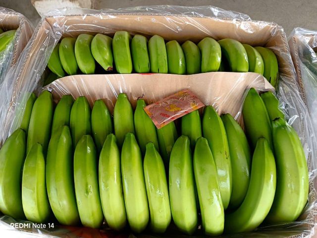 FRESH GREEN BANANAS - Image 3