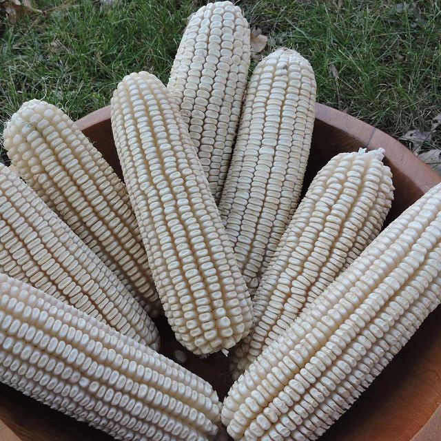 Fresh White Corn Packed For Processing White Corn With Moisture 100% Optimized For Milling And Food Manufacturing - Image 5
