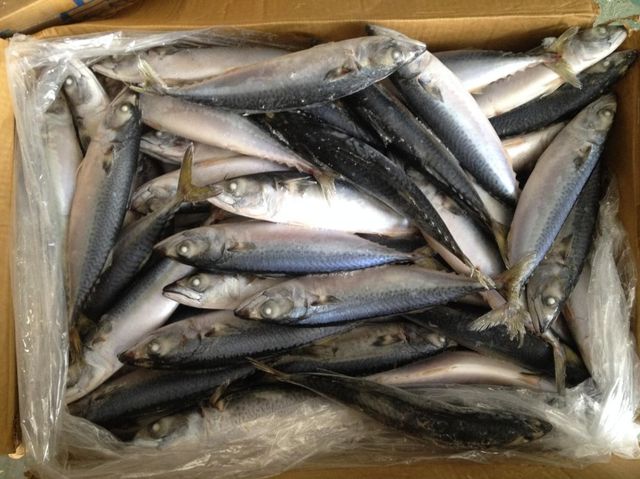 frozen pacific mackerel Packaging 10kgs carton Type whatsapp:86-18958685544 Feature wechat:86-18958685544 Form Canned, Fillets, Loin, Precooked, Scallop, Mussel Meat, Clam Meat, Steak, Portions, Wr,hgt,fillets, Wr/tube/strip/ring/tentacle/flower/t+t/wing - Image 1