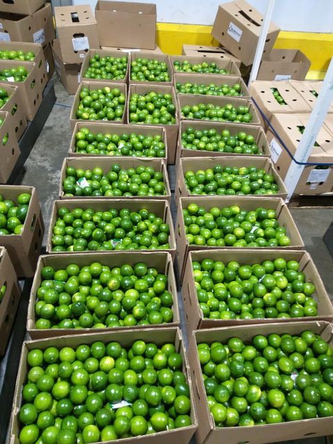 Lime Availability Available On Order Throughout The Year Growth Location Ugandan Tropical Mineral Rich And Fertile Soils Of East - Image 1