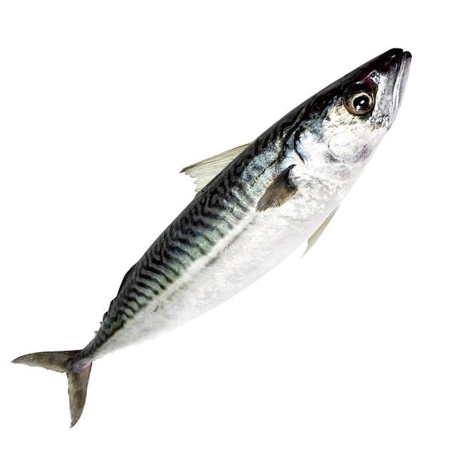 Frozen Mackerel Fish Export Ready Whole Seafood Processed Under Strict Quality Control For Global Buyers - Image 3