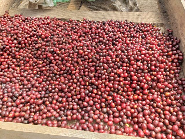 El Salvador Geisha Collection – Microlots 2024/2025 Variety GEISHA Quality 85.00 – 88.25 SCA Place of Origin EL SALVADOR - Image 1