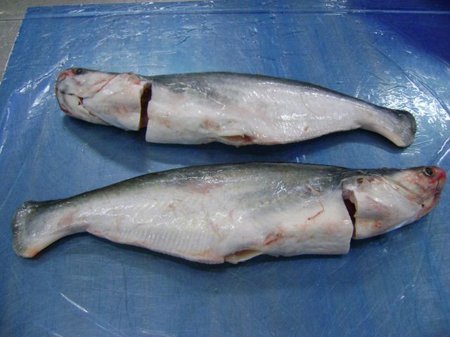 Pangasius, Basa fish, Whole Gutted, Vietnam Origin Grade A . Flavor Mild Texture Fresh Origin Vietnam Shape Whole, Gutted - Image 4