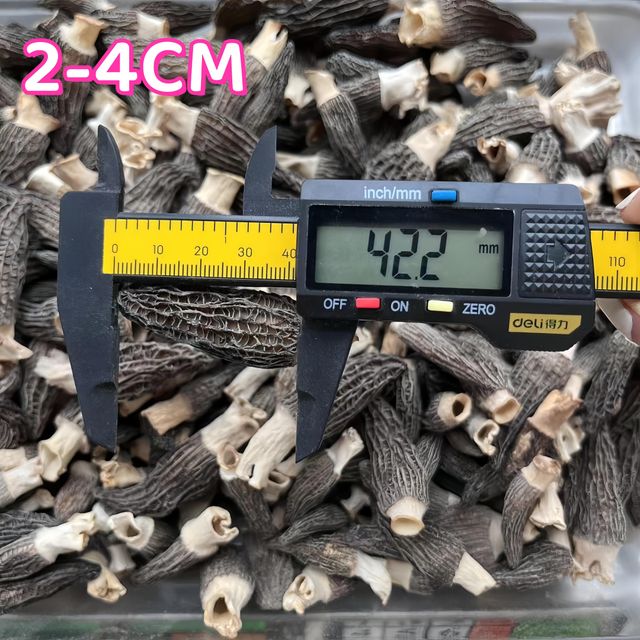 Chinese dried morel mushrooms,morchella,Dried Morchella - Image 1
