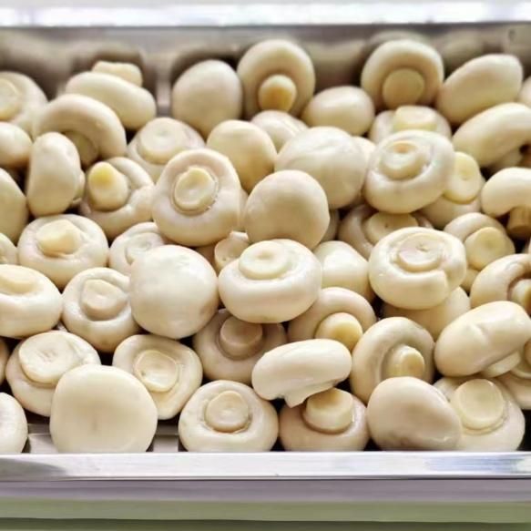 China Export High Quality And Good Price OEM/ODM Available 2500G Ready To Eat Canned Whole Oyster Mushroom - Image 5