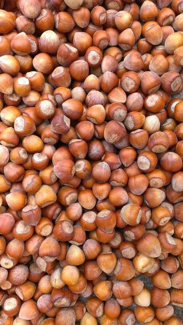 Organic Grade Raw High Nutrition 100% Natural Large Quantity Hazelnuts Factory Direct Wholesale - Image 2