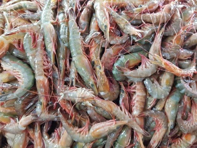 FROZEN RAW SEA CAUGHT SALAD SHRIMP Packaging 800G Texture Succulent Shelf Life 2 YEARS Flavor Authentic Sea Flavor Treatment Untreated / Co Treated - Image 2