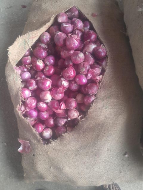Quality fresh onion and potatoes – product photo 4, product detail gallery