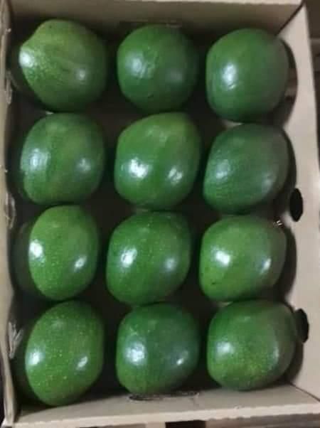 Fresh Avocado Made in Vietnam for Export With the Best Price Standard High Tropical Fruit New 2025 - Image 3