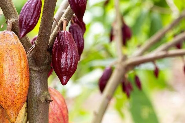 Fresh Cocoa pods Origin Uganda Packaging Sacks Place of Origin Uganda Butterfat Content High Soil Type Rich, Volcanic Soil - Image 3