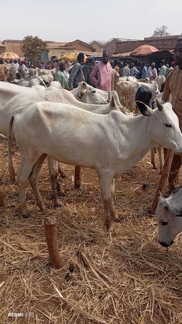 Cow dung Origin Nigeria Minimum Order Quantity 500 - Image 1