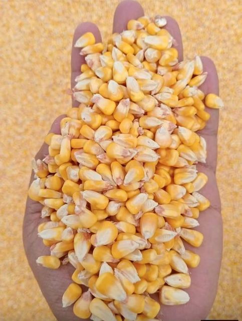 Maize, Yellow Maize, Feed Grade Corn, NON GMO yellow maize / corn - Image 1