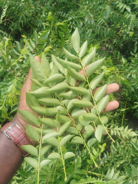 Fresh Curry Leaves - Image 3