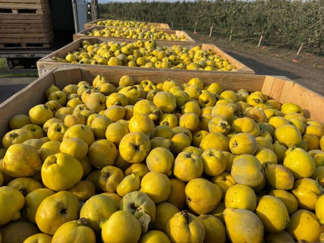 Fresh Quince Texture Firm Type Fresh Fruit Aroma Delightful Form Pear-shaped Variety Pear Shaped Packaging Wood Boxes Intended Use Culinary And Decorative Presentation - Image 2