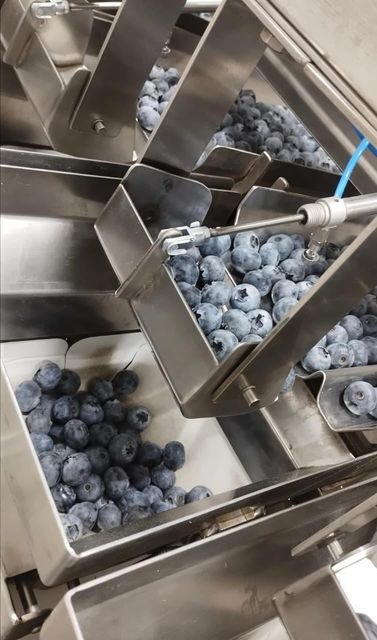 BLUEBERRIES FRESH Origin PERU - Image 3