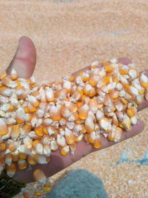Yellow Maize (animal feed) - Image 3