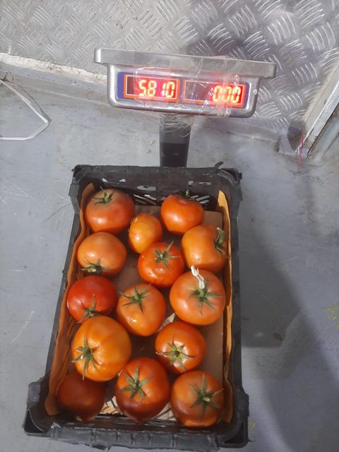 Fresh Tomato Grade A Origin Nashik, India Weight (kg) 5 Kg Net Place of Origin India Color Green (Unripe), Red Texture Firm With Fresh Flesh - Image 3