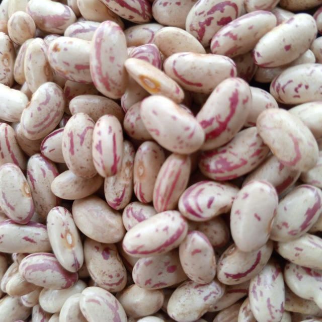 Bulk Sugar Beans For Global Export With Competitive Pricing And Quality Assurance Standards - Image 2