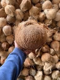 Find similar icon Cheap Price Fresh Mature Semi Husked Coconut From Thailand - Image 4