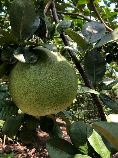 Fresh Green Grapefruit from Vietnam - Low price for export 100% High Quality Fruit - Image 5