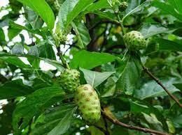 Cheap Noni Juice + Noni Fruit Powder  Material Noni Form VIET NAM Address VIET NAM Drying Process Noni Color Bromn - - Image 8