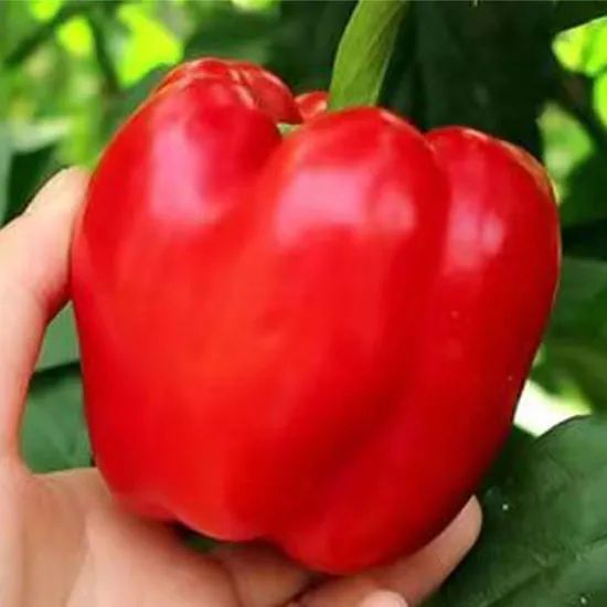 China Fresh Capsicum with Red/ Yellow/ Green Color - Image 6